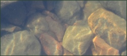 Rocks seen through the clean water of Trout Lake.