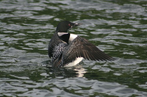 Loon Take Off on Trout Lake