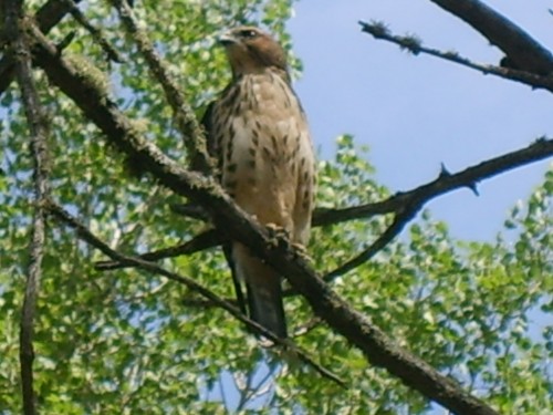 Hawk Hanging Around Trout Lake Resort