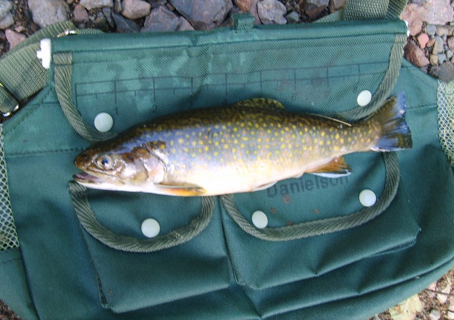 Brook Trout on Creel