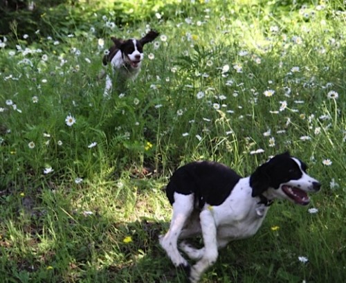 Springer Spaniels