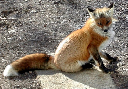 Visiting Fox