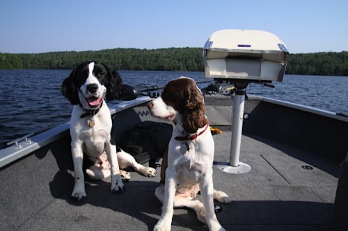 It's a dog's life at Trout Lake Resort.