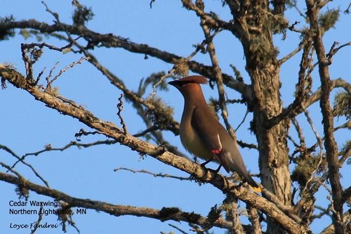 Cedar Waxwing on Moss Covered Tree