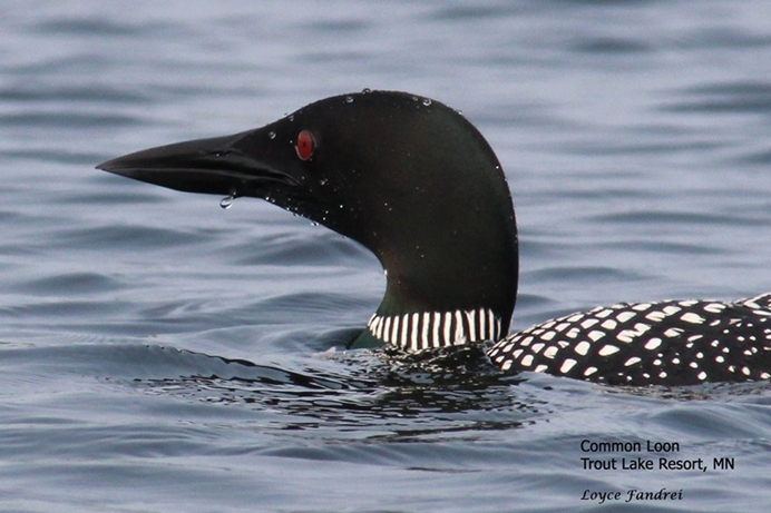 Common Loon Profile Swimming on Trout Lake