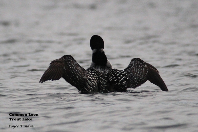 Common Loon Taking Flight on Trout Lake