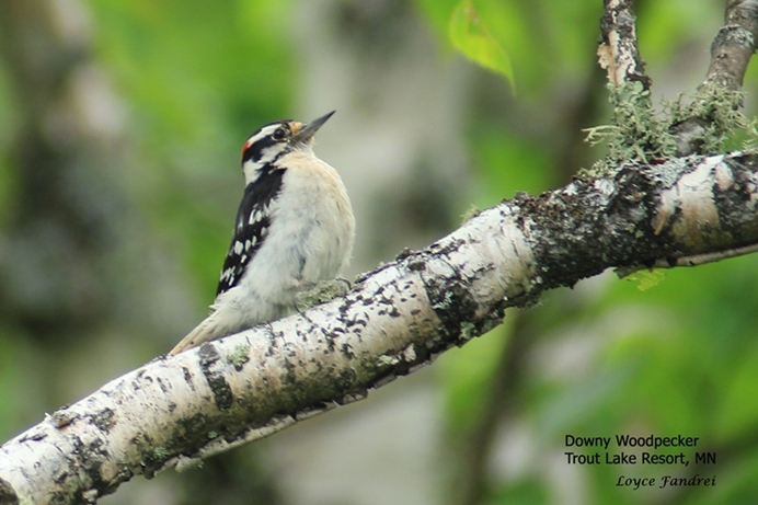 Downy Woodpecker at Trout Lake Resort