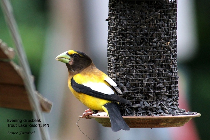 Evening Grosbeak At Feeder Trout Lake Resort