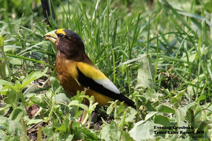 Evening Grosbeak at Trout Lake Resort