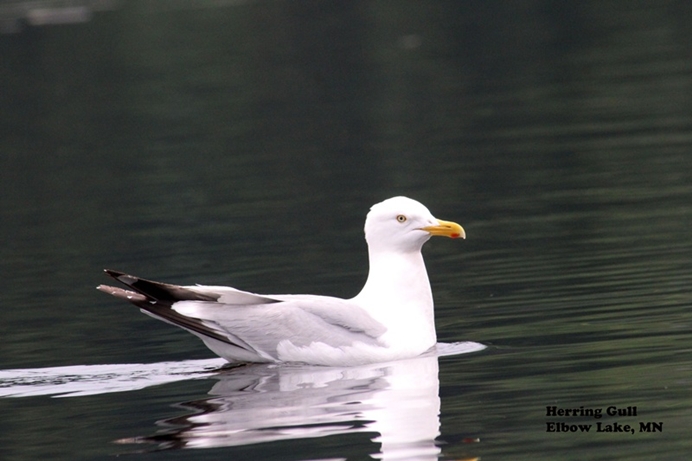 Herring Gull on Elbow Lake Near the Gunflint Trail