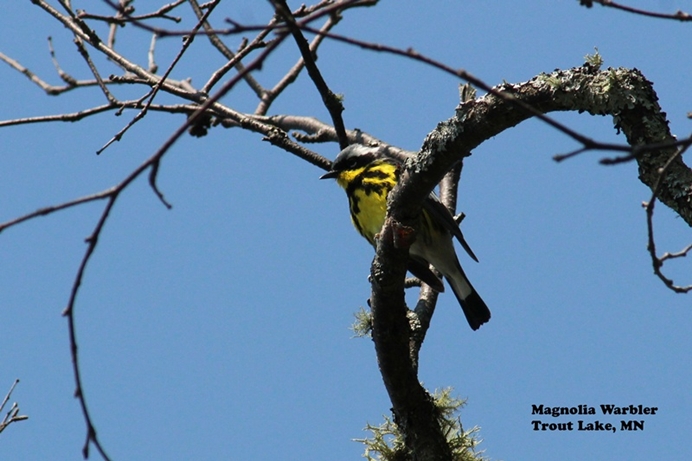 Magnolia Warbler at Trout Lake Resort in MN