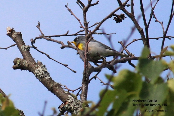 Northern Parula at Trout Lake Resort