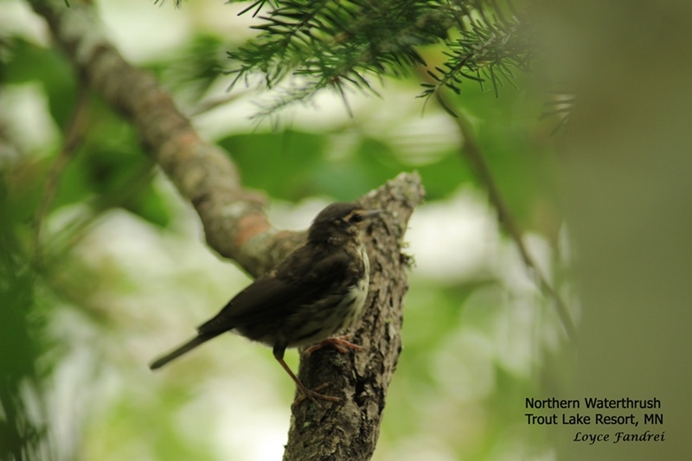 Northern Waterthrush Trout Lake Resort