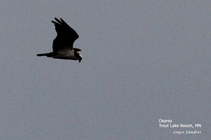 Osprey Soaring Over Trout Lake