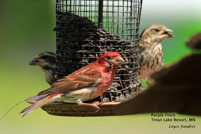 Purple Finch Male and Female at Feeder