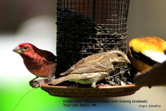 Purple Finch with Evening Grosbeak