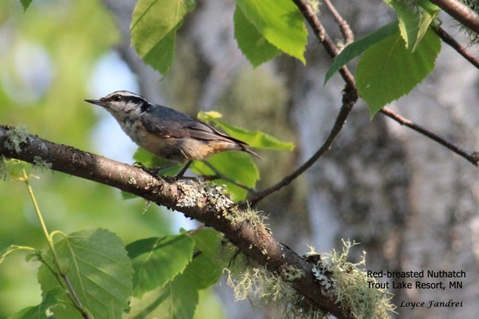 Red-breasted Nuthatch Trout Lake Resort