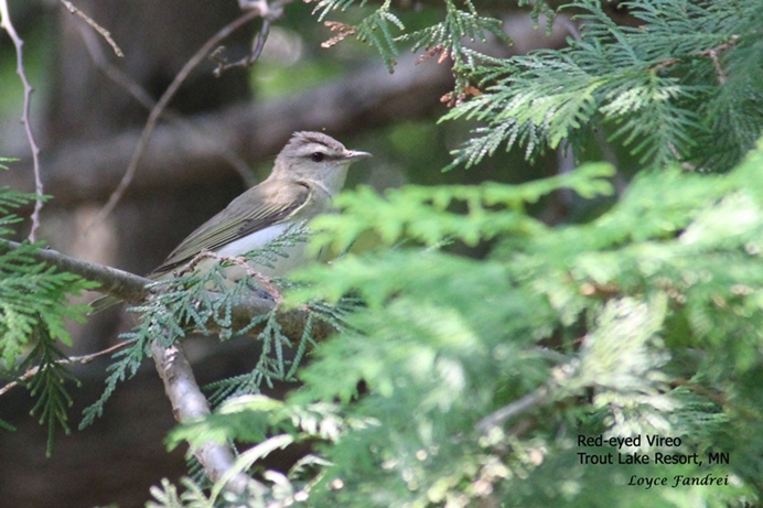 Red-Eyed Vireo at Trout Lake Resort