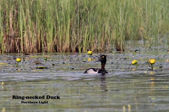 Ring-necked Duck Northern Light Lake