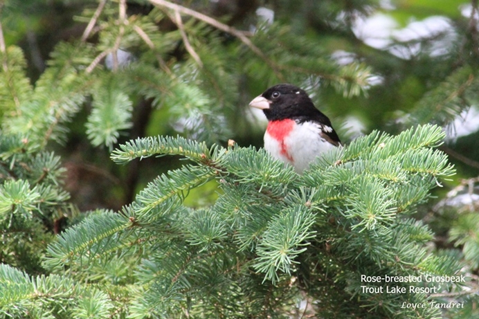 Rose-breasted Grosbeak Trout Lake Resort