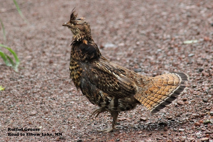 Ruffed Grouse