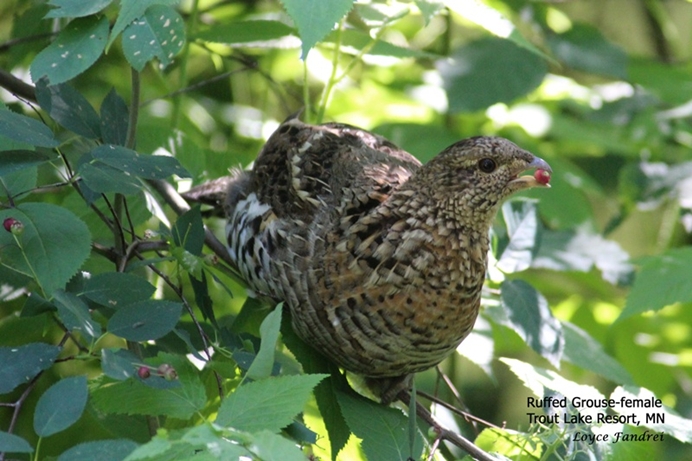 Ruffed Grouse Female Trout Lake Road