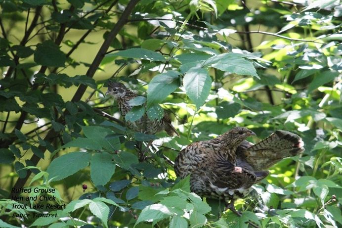 Ruffed Grouse Hen and Chick Trout Lake Road