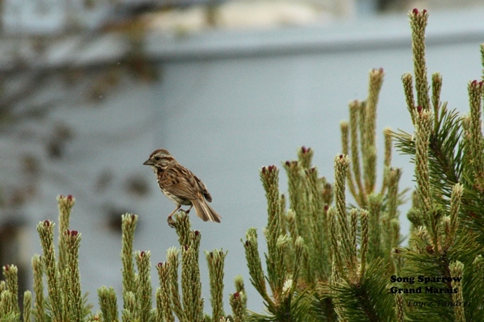 Song Sparrow Lake Superior Shore Near Grand Marais