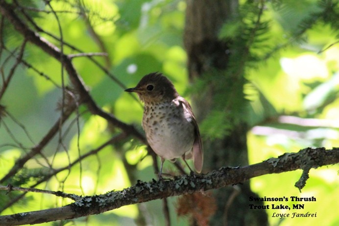 Swainson's Thrush at Trout Lake Resort