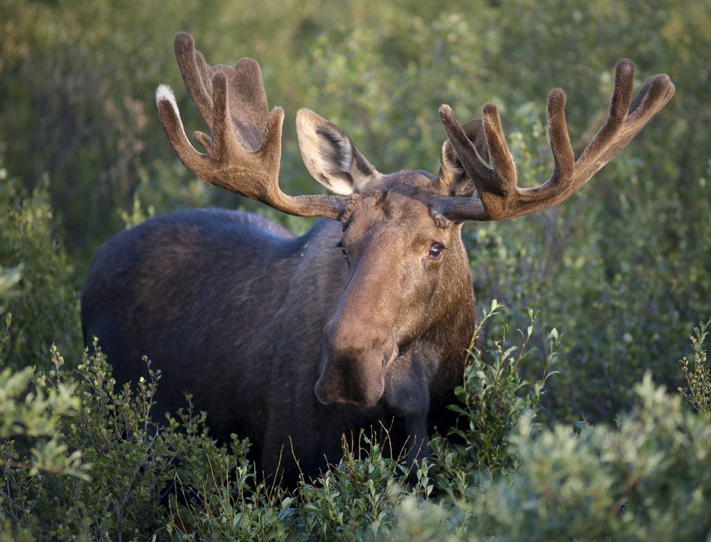 Bull moose with antlers covered in velvet standing in brush.